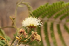 Albizia thompsonii